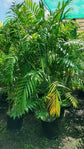 Costa Rica Bamboo Palm