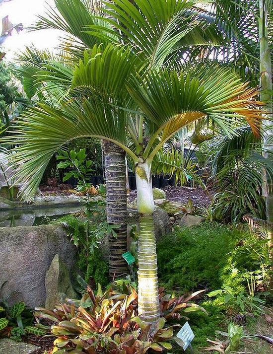 Umbrella Palm