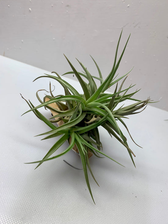 Air Plant (Tillandsia)