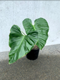 Philodendron &