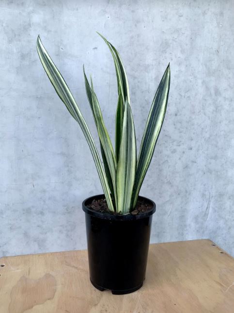 sansevieria trifasciata bantel's sensation Snake Plant