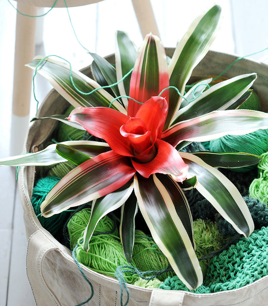 Bromeliads - Neoregelia (Hybrids)