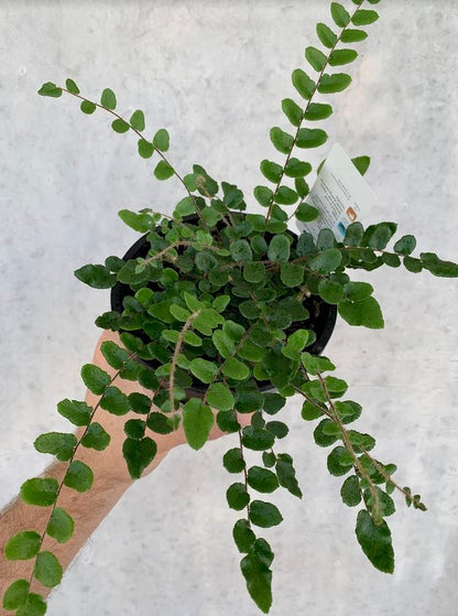 Button Fern - Pellaea Rotundifolia