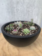 Cacti / Succulent Bowl