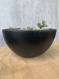 Cacti / Succulent Bowl