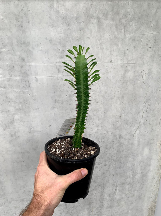 Euphorbia Cactus