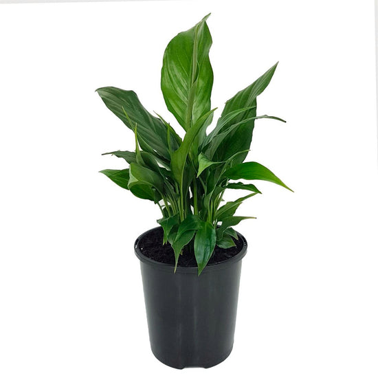 Peace Lily