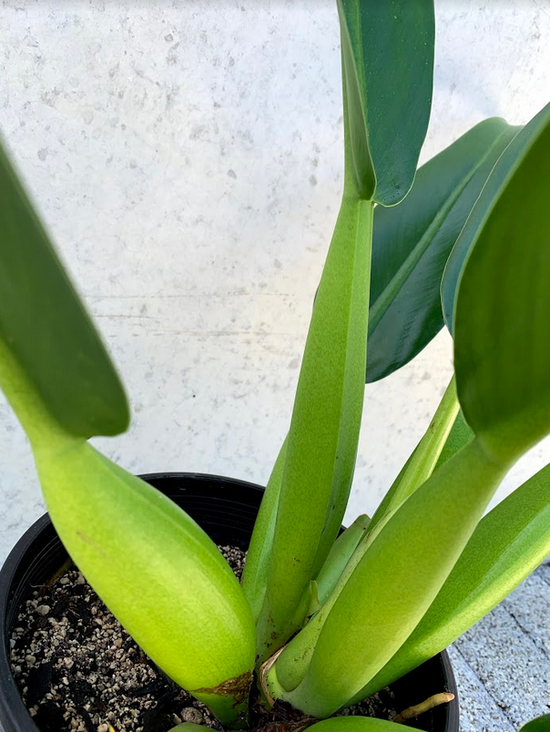 Philodendron - Fat Boy