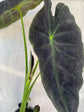 Colocasia Esculenta Illustris - Giant Taro 17cm