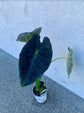 Colocasia Esculenta Illustris - Giant Taro 17cm