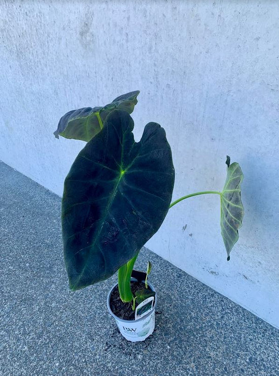 Colocasia Esculenta Illustris - Giant Taro 17cm