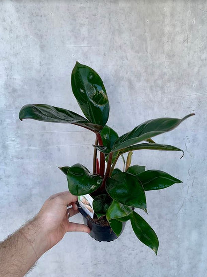 Philodendron - Red Congo