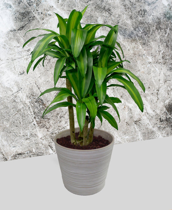 Dracaena - Corn Plant