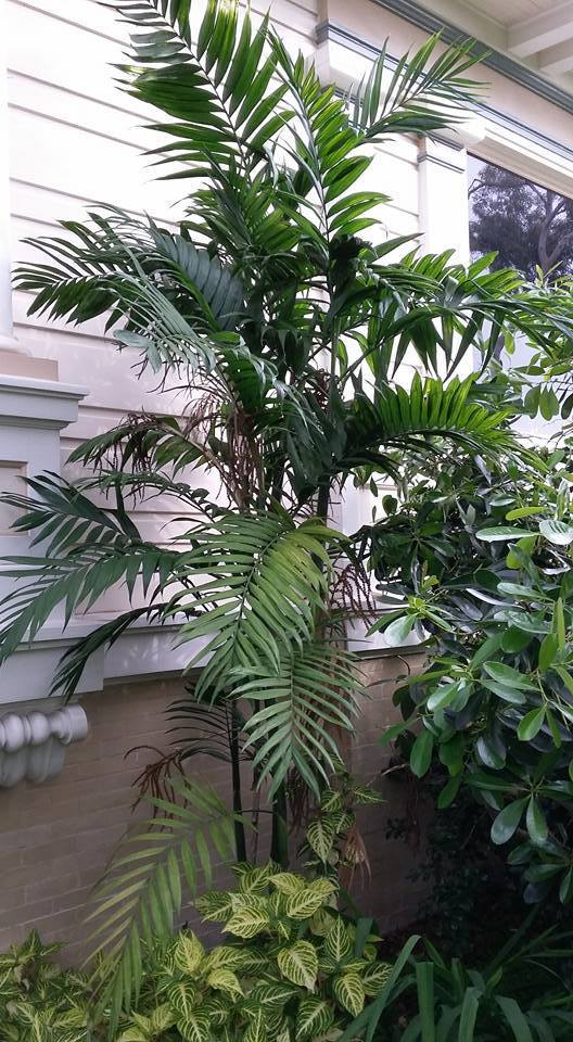 Costa Rica Bamboo Palm