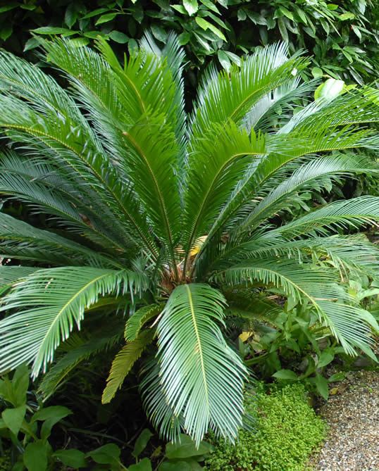 Cycad - Sago Palm