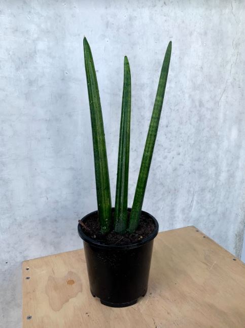 sansevieria cylindrica nz Snake Plant