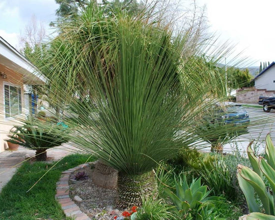 Mexican Grass Tree