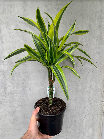 Dracaena - Lemon & Lime
