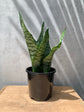 Snake Plant &