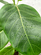 Rubber Plant - Altissima Variegated