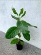 Rubber Plant - Altissima Variegated