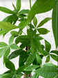 Money Tree Plant - Guiana Chestnut - Pachira