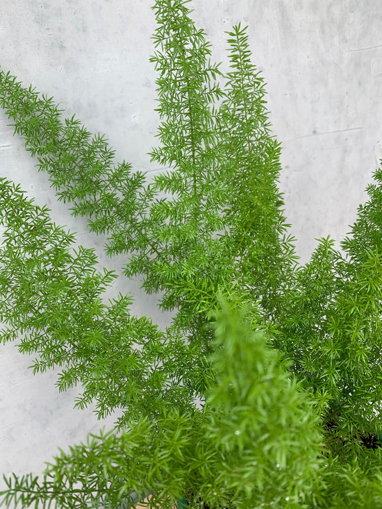 Foxtail Fern