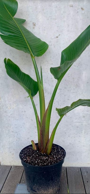 Giant Bird of Paradise - Strelitzia Nicolai