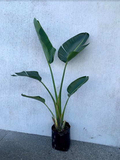 Giant Bird of Paradise - Strelitzia Nicolai