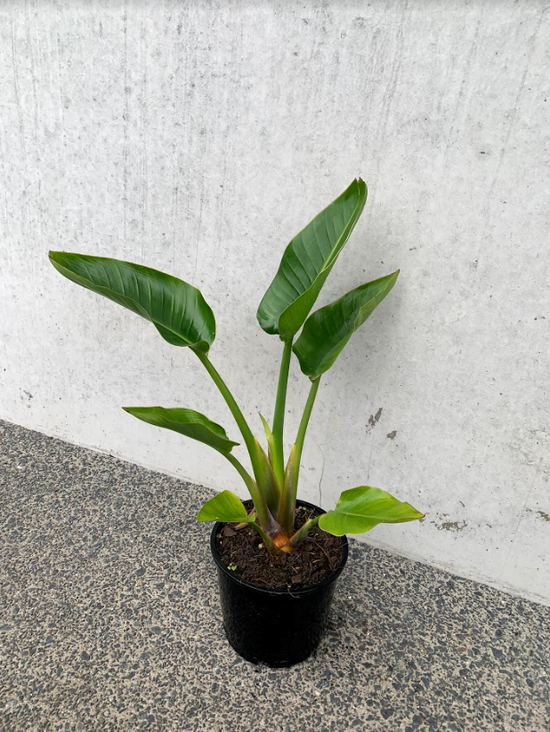 Giant Bird of Paradise - Strelitzia Nicolai