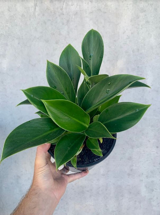 Philodendron - Green Princess