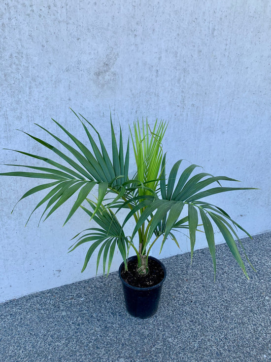 Kentia Palm