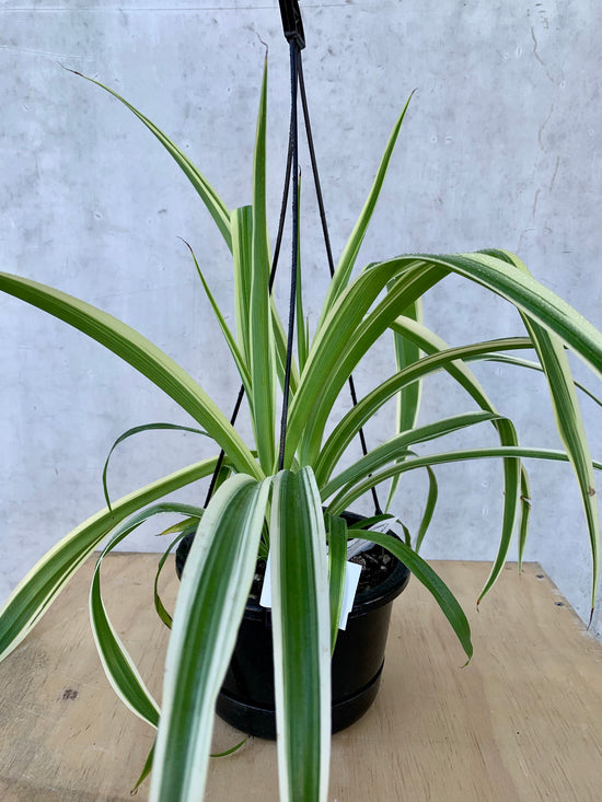 Spider Plant &