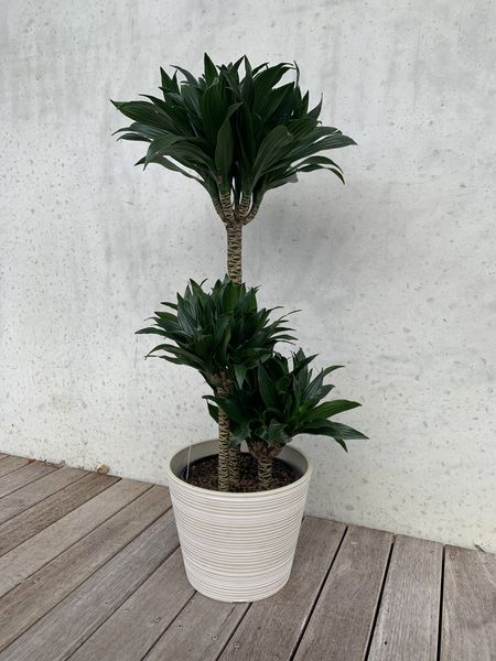 Dracaena - Janet Craig &