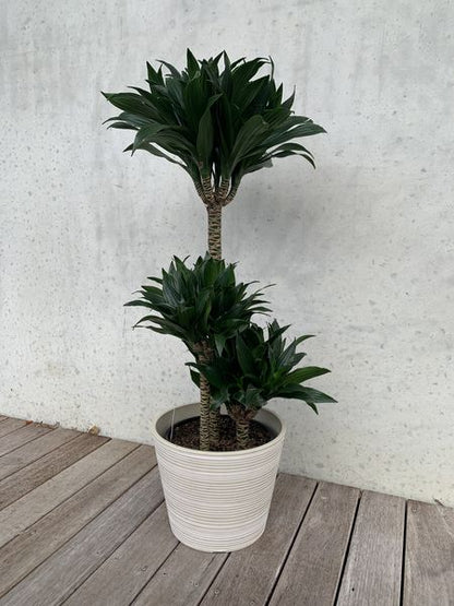 Dracaena - Janet Craig &