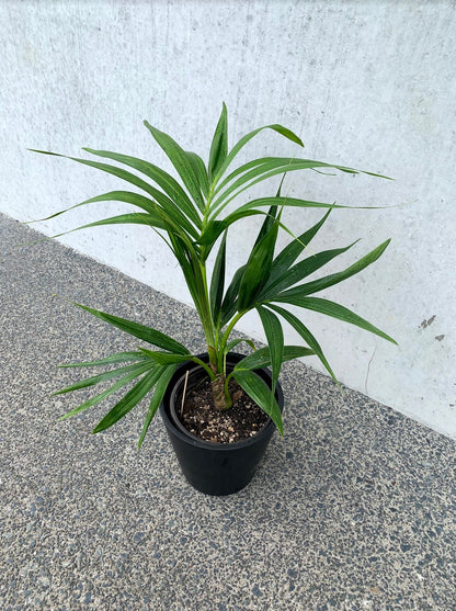 Kentia Palm