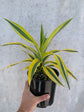 Dracaena - Lemon & Lime