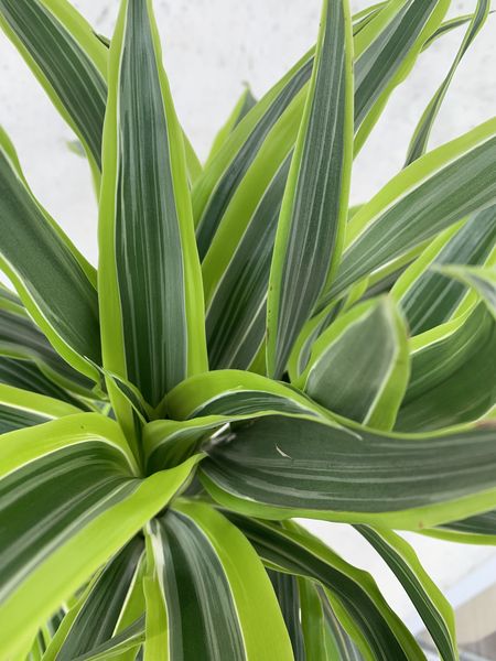 Dracaena - Lemon & Lime