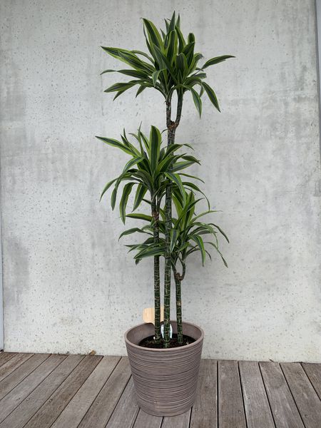 Dracaena - Lemon & Lime