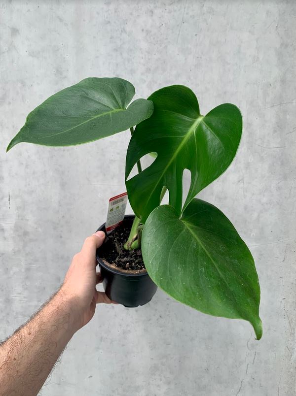 small monstera deliciosa plant Monstera Deliciosa – THE PLANT BASE