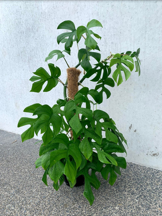 Philodendron- Minima