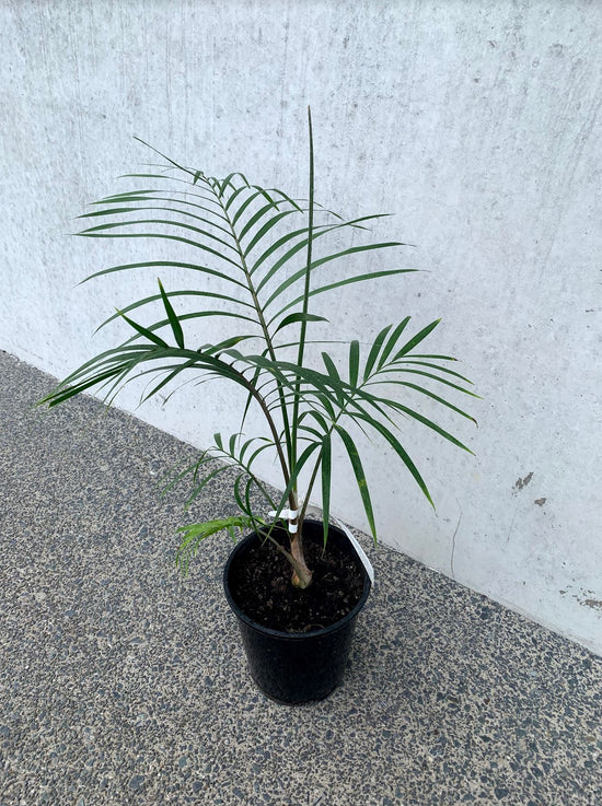 Mini Majestic Palm