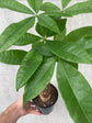 Money Tree Plant - Guiana Chestnut - Pachira