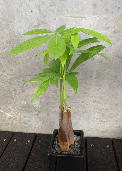 Money Tree Plant - Guiana Chestnut - Pachira