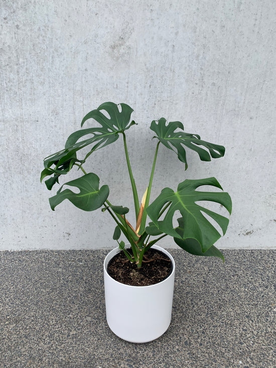 Monstera Deliciosa