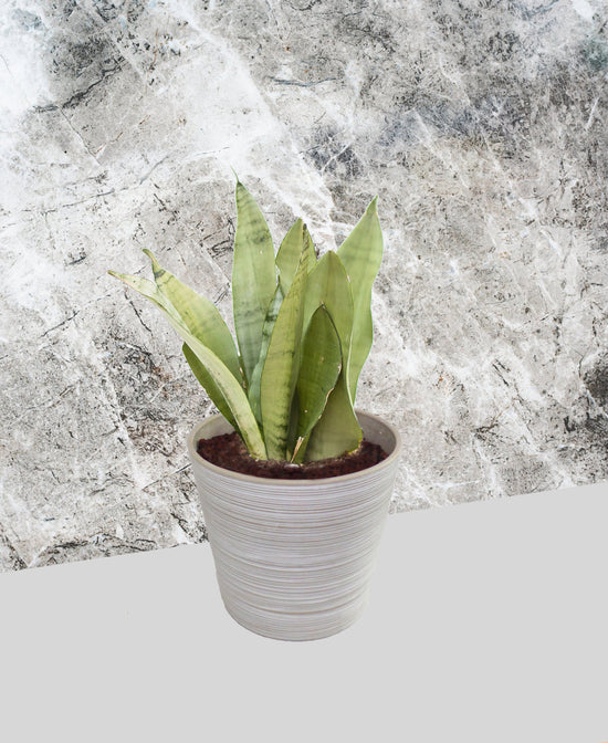 Snake Plant - Moonshine