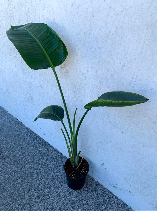 Giant Bird of Paradise - Strelitzia Nicolai