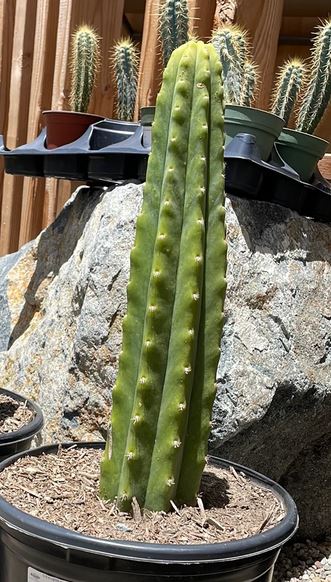 San Pedro Cactus