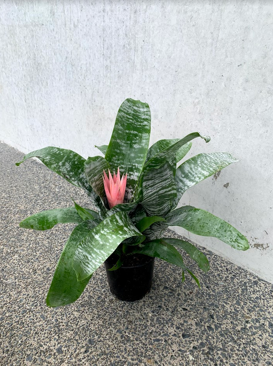 Bromeliads - Aechmea