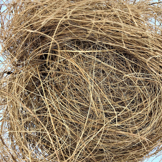 Coconut Fibre - Coir